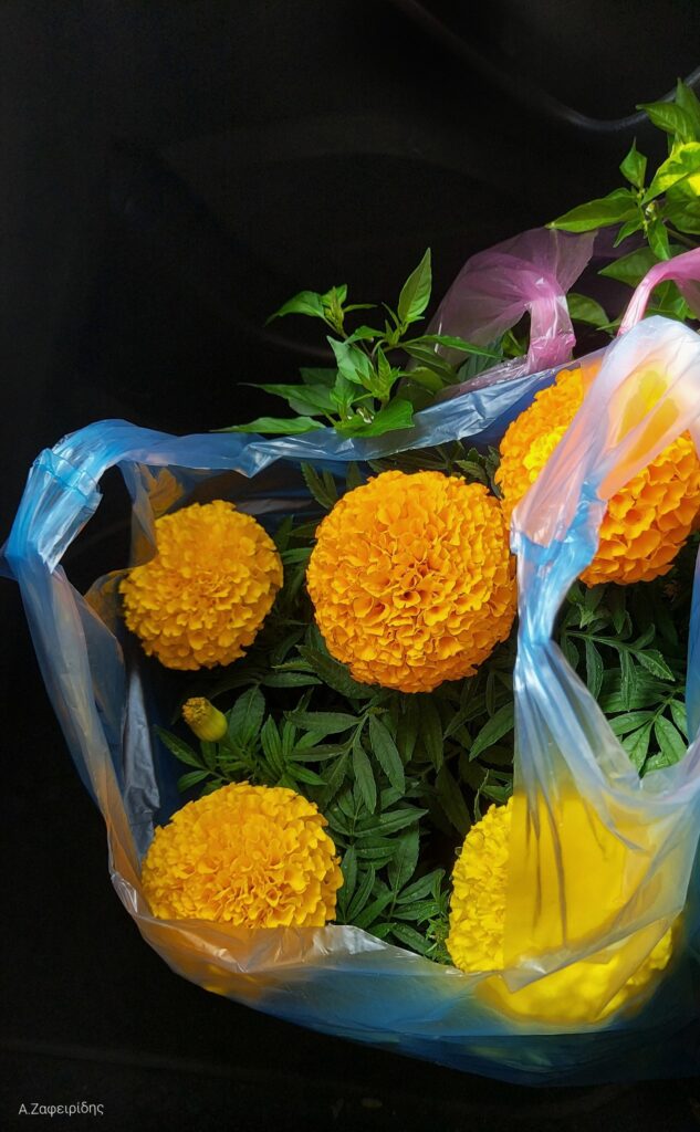 Zeleni nedeljni horoskop od 6.4. do 13.4.2026.